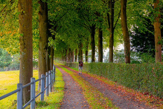 Countryside landscape, A man with backpack walks along a tree-lined dirt path scattered with autumn leaves, flanked by green hedges, Nature gravel trail through tree tunnel, Zuid-Limburg, Netherlands.
