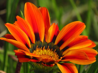 orange gerbera flower © mryr