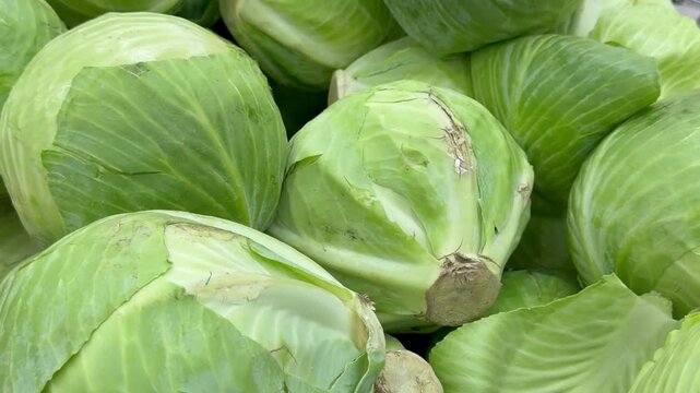 Pile of fresh green cabbage heads close up. Local market vegetable produce, farming harvest collection, healthy organic food.