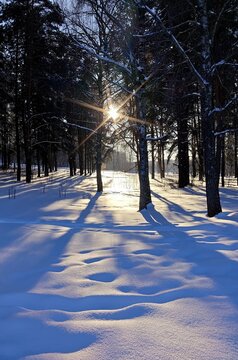 Winter sunlight casting long shadows through snowy forest trees