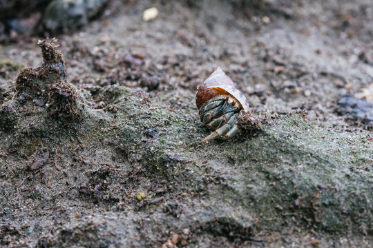 Close-up of an Ecuadorian hermit crab, Coenobita compressus, emerging from its seashell while moving across damp coastal ground. The crab is surrounded by dark soil, organic debris, and natural vegeta