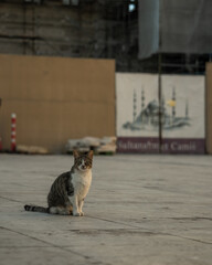 Stray cat near construction site with mosque mural, Istanbul © Raghav