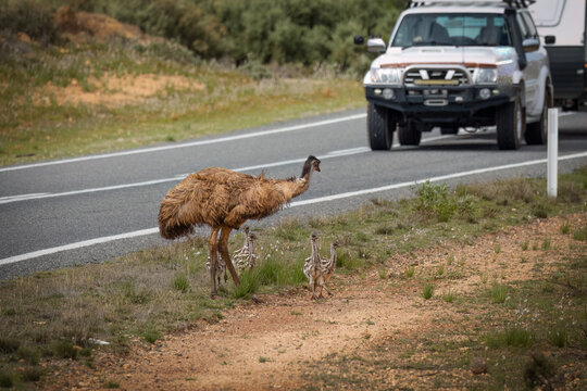 An emu dad, as sole guardian of the chicks, escorts his young chicks across an outback road just in time before a vehicle passes by in dry country near Broken Hill in New South Wales, Australia.