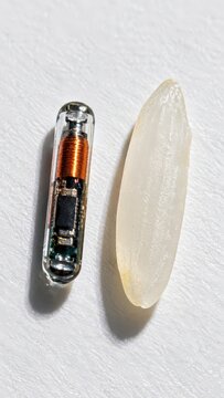 Macro of a glass NFC implant capsule next to a grain of rice in bright daylight for scale comparison