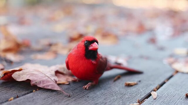 A male Northern Cardinal (Cardinalis cardinalis) stunned after a window strike
