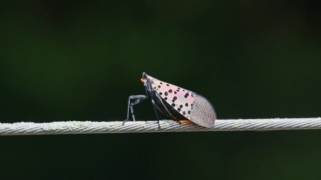A Spotted Lanternfly (Lycorma delicatula), an invasive species to the United States, perched on a wire