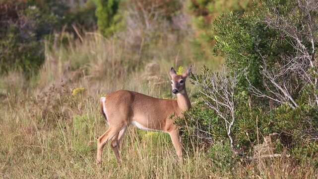 A female White-tailed Deer (Odocoileus virginianus) feeding at Assateague Island National Seashore, Maryland