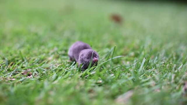 A North American Least Shrew (Cryptotis parva) in the grass