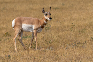 Pronghorn antelope stands in golden grassland. It looks alert, ears perked, head turned. Brown and white coat contrasts with dry terrain. Solely focused on surroundings, no other animals nearby © kmlPhoto