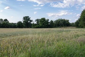 Krajobraz panorama pola uprawnego w okresie wzrostów, jasna pogoda nieznacznie pochmurna © mbugajsky