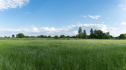 Panoramiczny krajobraz pola uprawnego w okresie wzrostów pory letniej w zachodniej Polsce © mbugajsky
