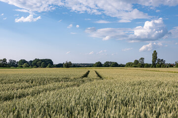 Panoramiczny krajobraz pola uprawnego w okresie wzrostów pory letniej w zachodniej Polsce © mbugajsky
