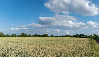 Panoramiczny krajobraz pola uprawnego w okresie wzrostów pory letniej w zachodniej Polsce © mbugajsky