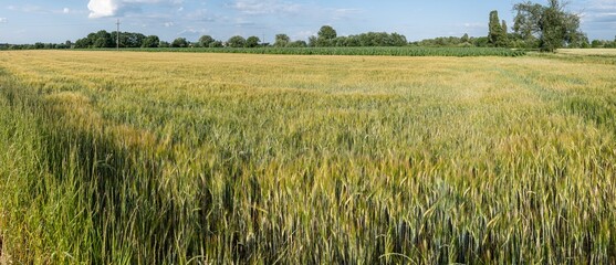 Panoramiczny krajobraz pola uprawnego w okresie wzrostów pory letniej w zachodniej Polsce © mbugajsky