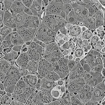 Microscopic view of pancreatic acinar cells showing zymogen granules nuclei and cellular structures Medical research histology and science background