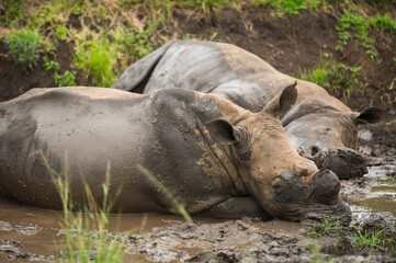 Rhinoceros wallow in the mud in the Hluhluwe - iMfolozi game park in northern KwaZulu - Natal province.  South Africa. © David