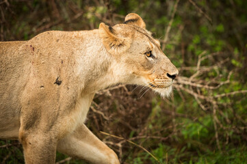 Obraz premium A female lion, or lioness, walks through the rain in the forest near the Skukuza Rest Camp. Kruger National Park, South Africa.