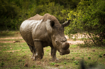 A mud covered Rhinoceros with sawed off horns.  Near the Skukuza Rest Camp.  Kruger National Park, South Africa. © David