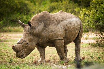 A mud covered Rhinoceros with sawed off horns.  Near the Skukuza Rest Camp.  Kruger National Park, South Africa. © David