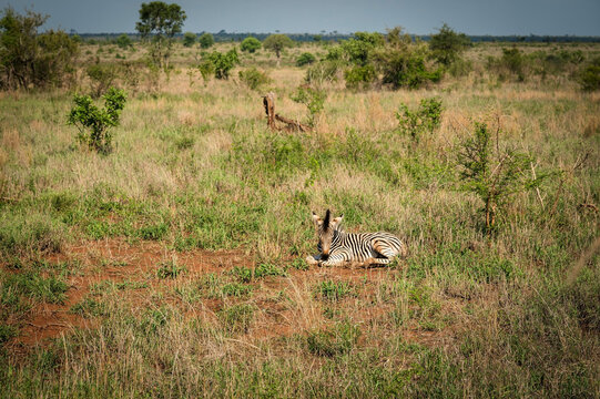 A Zebra foal, or baby zebra.  On the road between the Skukuza and Satara Rest Camps.  Kruger National Park, South Africa.