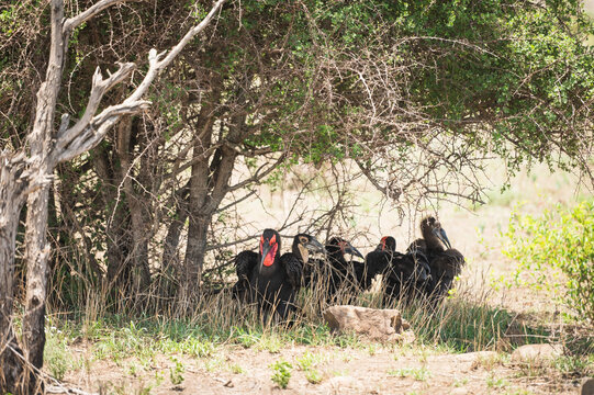 A group of Hornbills take shelter from the sun on a hot day.  Satara Rest Camp.  Kruger National Park, South Africa.