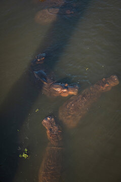 Hippopotamus swim in the Letaba River.  Kruger National Park, South Africa.