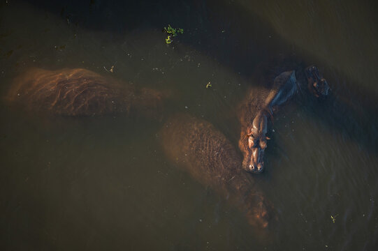 Hippopotamus swim in the Letaba River.  Kruger National Park, South Africa.