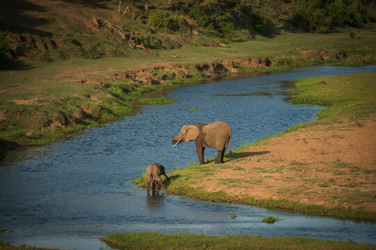 An Elephant calf and mother in the Letaba River.  Kruger National Park, South Africa.