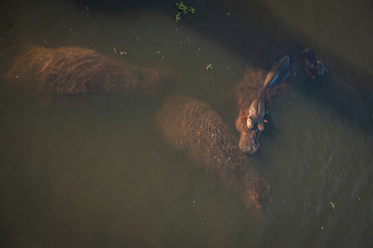 Hippopotamus swim in the Letaba River.  Kruger National Park, South Africa.