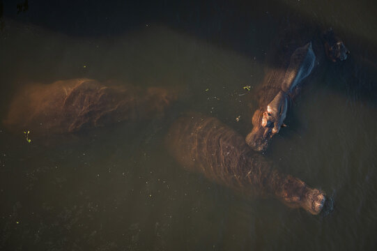Hippopotamus swim in the Letaba River.  Kruger National Park, South Africa.