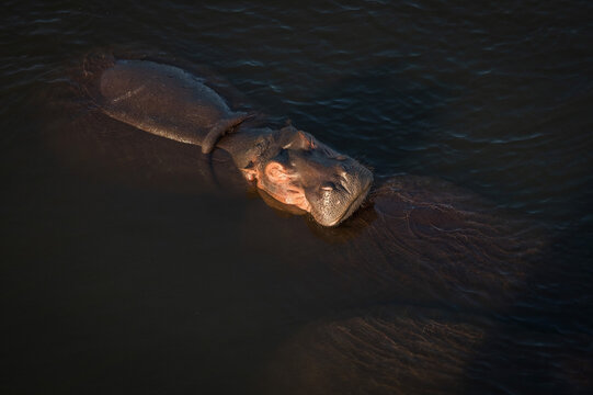 Hippopotamus swim in the Letaba River.  Kruger National Park, South Africa.