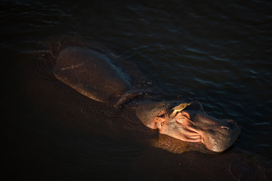 An Oxpecker bird sits on the head of a Hippopotamus swimming in the Letaba River.  Kruger National Park, South Africa.