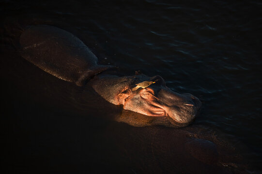 An Oxpecker bird sits on the head of a Hippopotamus swimming in the Letaba River.  Kruger National Park, South Africa.