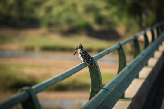 A giant kingfisher bird perches on the guard rail of the Letaba River Bridge.  Letaba Rest Camp.  Kruger National Park, South Africa.