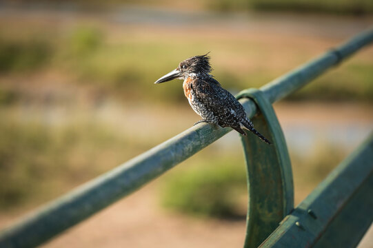 A giant kingfisher bird perches on the guard rail of the Letaba River Bridge.  Letaba Rest Camp.  Kruger National Park, South Africa.