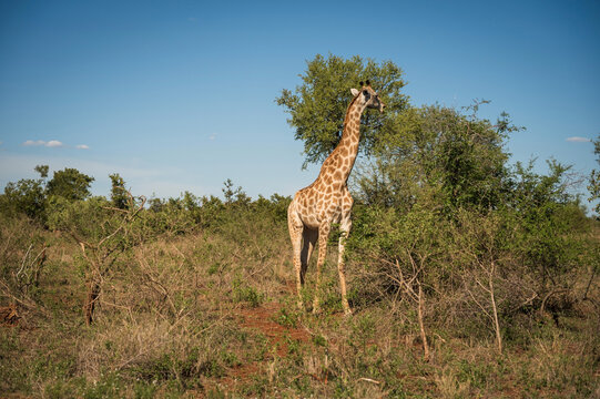 A giraffe  The Lower Sabie Rest Camp.  Kruger National Park, South Africa.