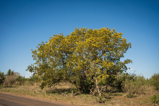 A yellow bush against a blue sky.  The Lower Sabie Rest Camp.  Kruger National Park, South Africa.