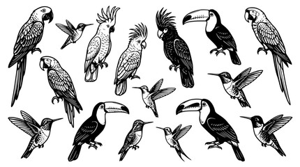 Fototapeta premium Detailed vector illustration set featuring various exotic birds and hummingbirds