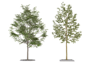 Two 3D rendered green trees isolated on transparent background. Featuring detailed foliage and planter bases, these cutouts are ideal for architectural visualization and landscape design. © Virgo Oktaviano