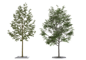 Two 3D rendered green trees isolated on transparent background. Featuring detailed foliage and planter bases, these cutouts are ideal for architectural visualization and landscape design. © Virgo Oktaviano