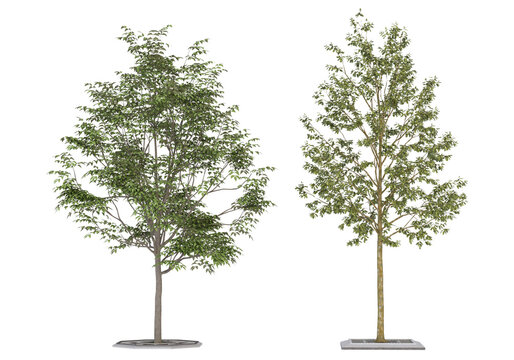 Two 3D rendered green trees isolated on transparent background. Featuring detailed foliage and planter bases, these cutouts are ideal for architectural visualization and landscape design.