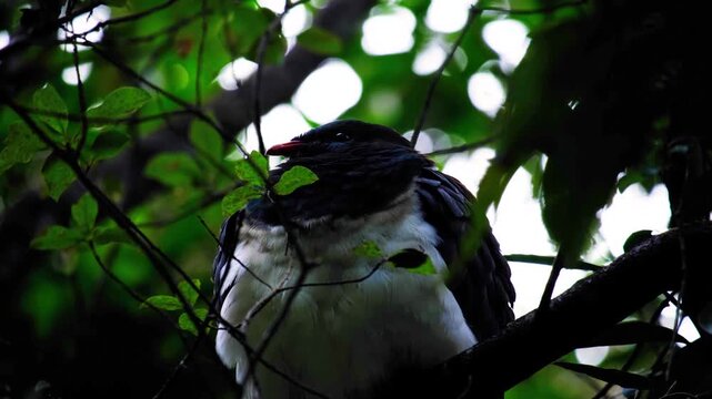 New Zealand Kererū wood pigeon with white fluffy feather plumage perched in tree in NZ Aotearoa
