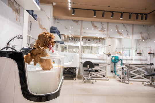 A cute poodle takes a bath in a grooming salon.