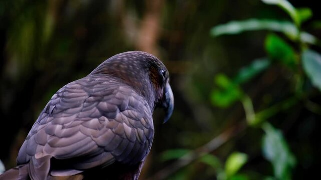 Closeup New Zealand Kākā parrot bird with beautiful coloured feathers calling out in forest in NZ Aotearoa