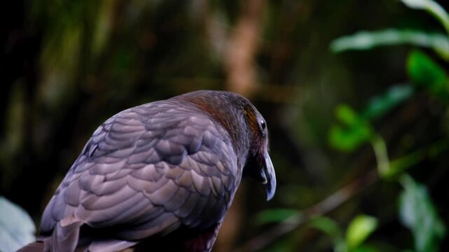 Inquisitive New Zealand Kākā parrot bird screeching and calling out in forest in NZ Aotearoa