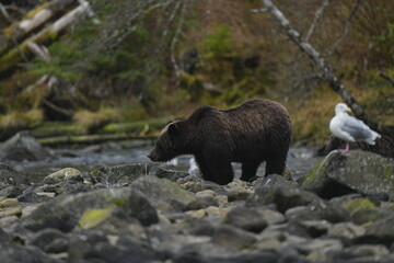 Obraz premium Brown bear walking through a shallow forest stream