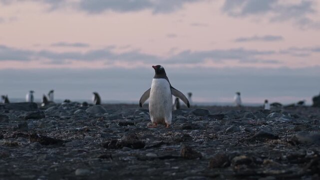 Penguin expelling food with open beak