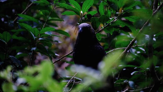 New Zealand Kākā parrot bird nestled in forest tree foliage in NZ Aotearoa