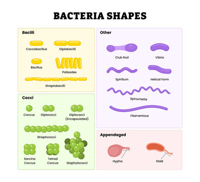Bacteria Shapes labeled diagram, educational microbiology poster design healthcare scheme, bacterial morphology classification. Bacilli, cocci, spirillum, spirochete, vibrio, filamentous, hypha, stalk