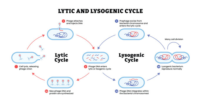 Lytic and Lysogenic Cycle labeled diagram, educational microbiology poster design, bacteriophage replication and integration. Labeled lytic cycle, lysogenic cycle, phage DNA, prophage, cell lysis